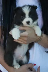 Border Collie - Lila Nyakörv/ Fekete Kan