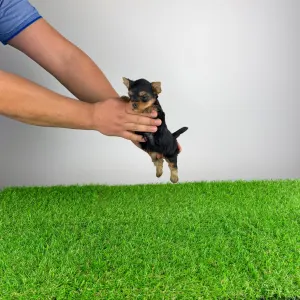 Yorkshire Terrier - Melani