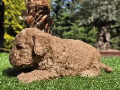 Cavapoo - Jam