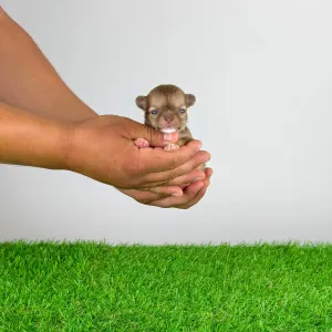 Chihuahua - Kanja