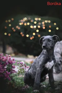 Irischer Wolfshund - Boróka