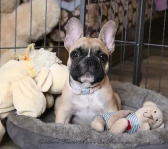French Bulldog - Bársonyka