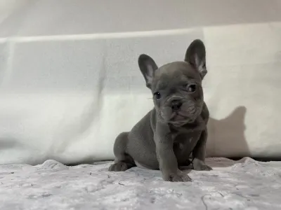 French Bulldog - Boss