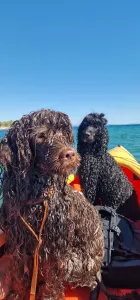 Portuguese Water Dog - Stella Maris 