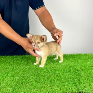 Chihuahua - Kwai