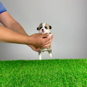 Welsh Corgi Pembroke - Penny