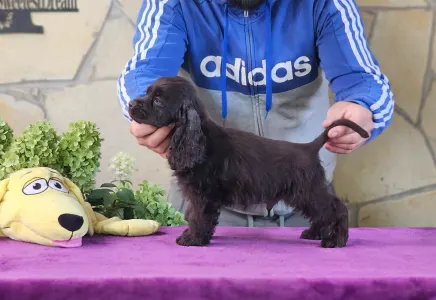 Americký kokršpaněl - Hersheys Of Your Sweetest Dream