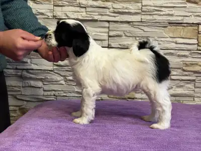 Terrier tibétain - Cinderella