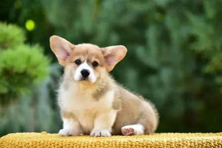 Corgi galez Pembroke - Gingers Heritage Prince Of Skiathos