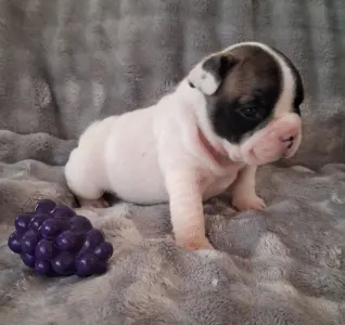 Bulldog francez - Huda From Lilis Breed