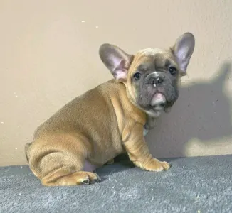 French Bulldog - Harry