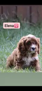Cavapoo - Elena