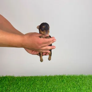 Yorkshire Terrier - Volt