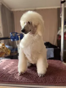 Poodle Standard - White Girl For Pet