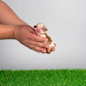 Cavalier King Charles Spaniel - Kronos