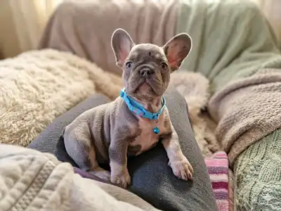 French Bulldog - Levi