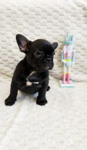 Bouledogue français - Daisy