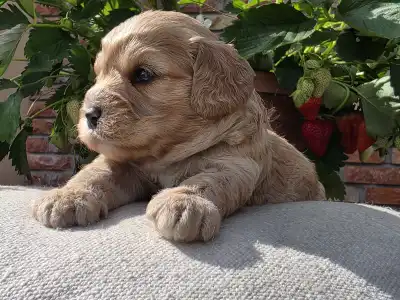 Cavapoo - Bobek