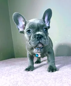 French Bulldog - Martin