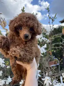 Pudla - patuljasta - Axel Christina Diamond Dream