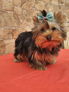 Yorkshire Terrier - Carola