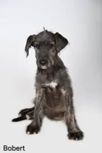 Irish Wolfhound - Bobert