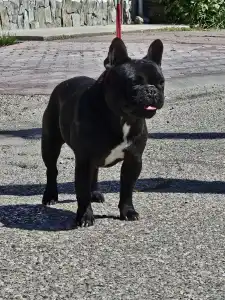 Bouledogue français - Victoria s Grande Annie