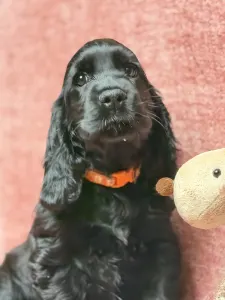Cocker spaniel angielski - Empress
