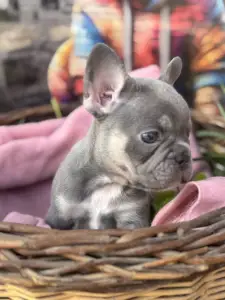 Bulldog francese - Lena