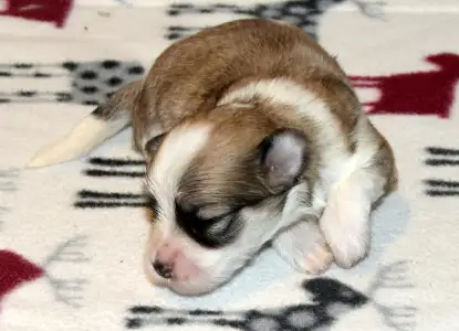Havanese - Oro De Habana Yuri