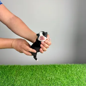 Boston terier - Gingo