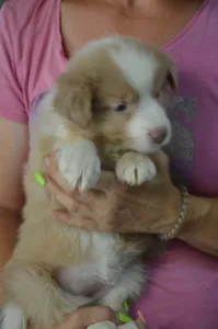 Border Collie - Bueno/lila Sable Merle Szuka