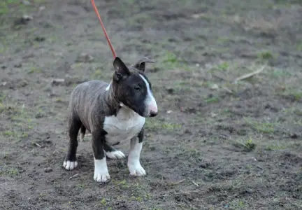Miniatűr bullterrier - Atlasz
