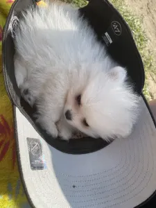 Pomeranian - Samantha