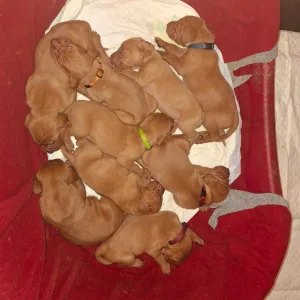 Rövidszőrű magyar vizsla - Haz Rutin