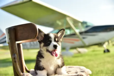 Pembroke Welsh Corgi - Gingers Heritage Captain Tailwind 