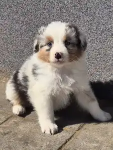 Ausztrál juhászkutya - Bubu