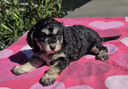 Cavapoo - Maya