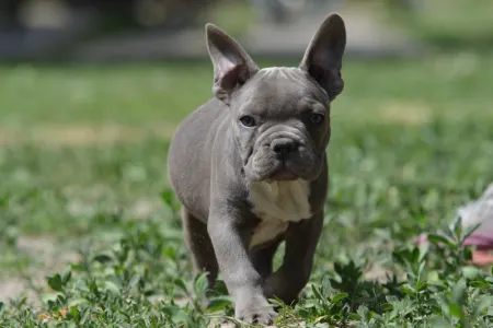 Francia bulldog - Montclair