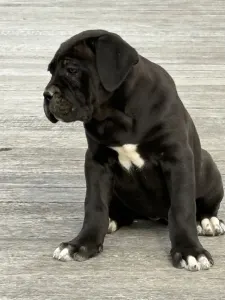 Cane Corso - Sarah