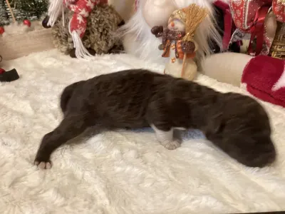 Romagna Water Dog - Bubu