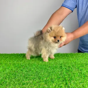 German Pomeranian Spitz - Eclips