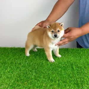 Shiba Inu - Sachi