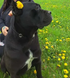 Cane corso - Antu Makto Brescia