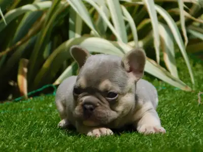 French Bulldog - Joker 