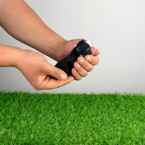 Boston Terrier - Honfy