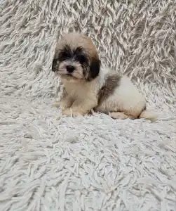 Havanese - Molly
