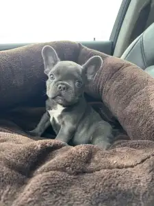 Francia bulldog - Lucky