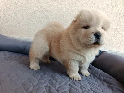 Chow Chow - La Casa De Chow Gaston 