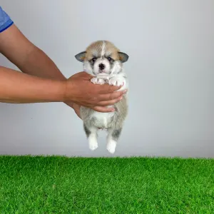 Pembroke Welsh Corgi - Zillo